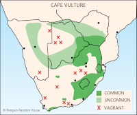 Cape Vulture Distribution Map