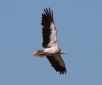 Egyptian Vulture in flight