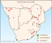 Egyptian Vulture Distribution Map