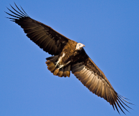 Hooded Vulture in flight