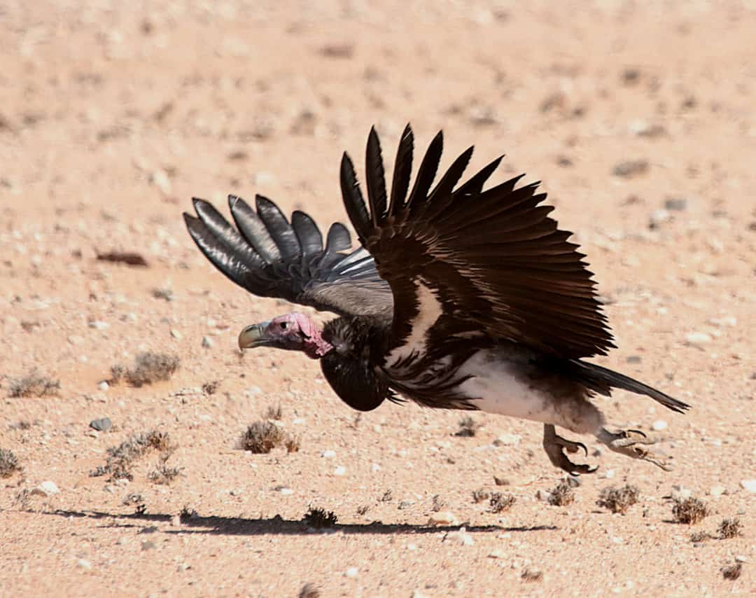 Lappet-faced Vulture