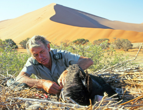 Peter Bridgeford ringing a vulture chick