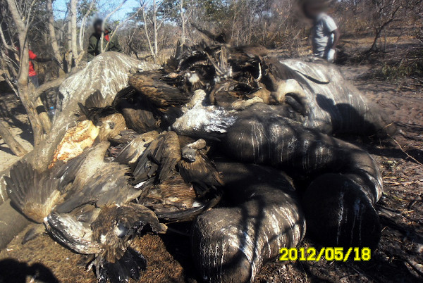 Poisoned vultures on elephant carcass