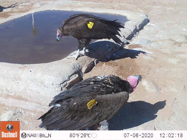 Two vultures, each with wing tags
